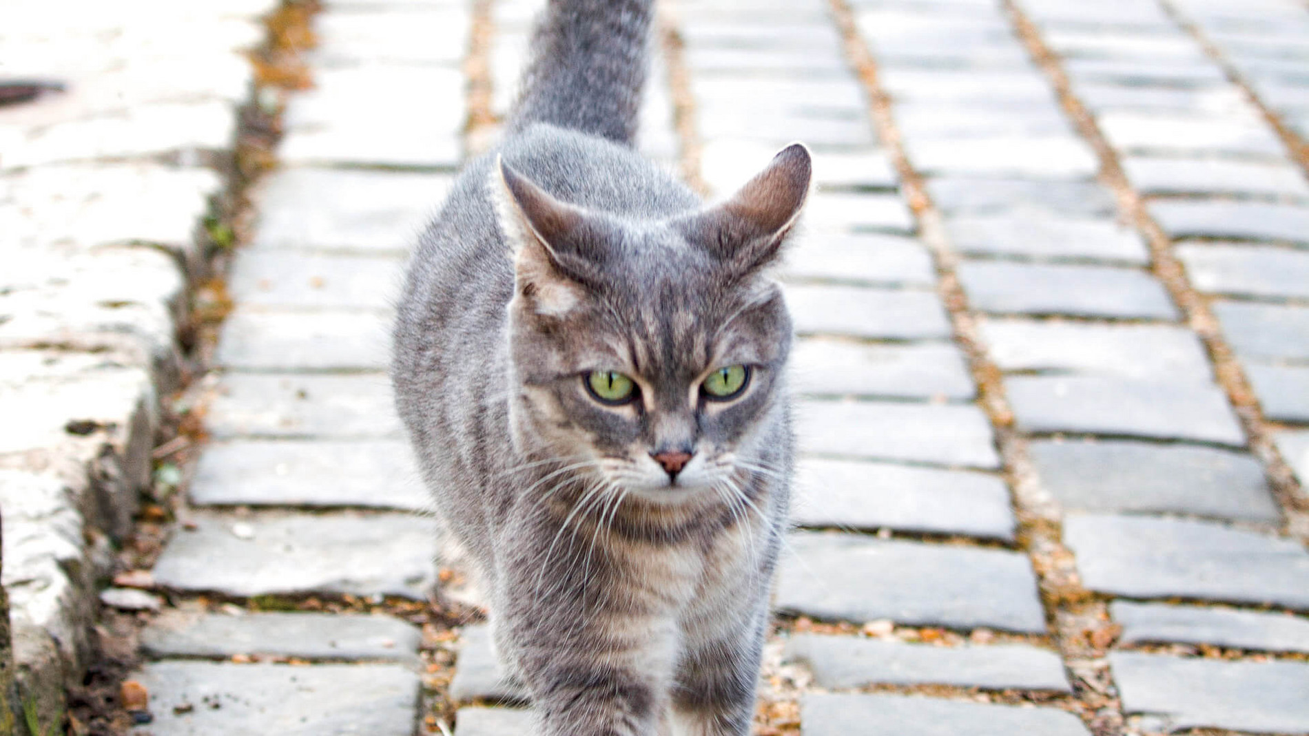 Guide de l'animal en ville : les chats – Ville de Chartres