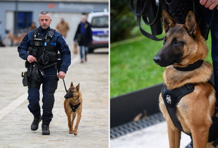 Les équipes cynophiles entrent en service