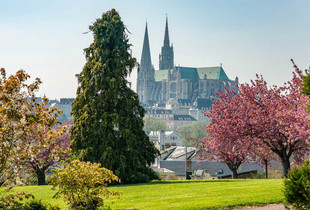 Arbres du parc Sakurai, avec en fond la cathédrale, à Chartres