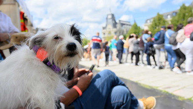 Un chien blanc et noir qui prend la pose à la journée de l'animal place des Épars