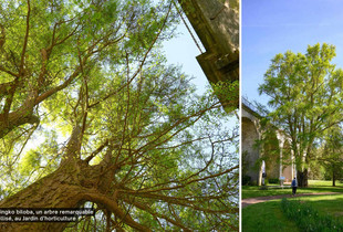 Le gingko biloba, un arbre remarquable labellisé, au Jardin d’horticulture