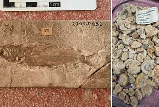 Les collections paléontologiques reprennent vie ! Exemples des collections paléontologiques : fossiles d'amonites et d'un poisson