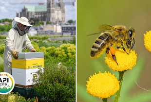 Un apiculteur s'occupe des ruches sur le toit du Colisée à Chartres.