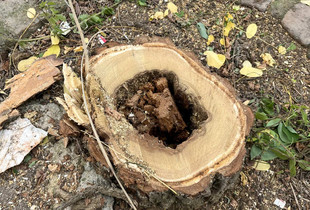 Une souche d'un des dix arbres malades abattus, avec un trou en son centre