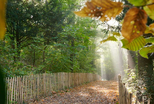 Le Rigeard : analyser pour préserver un patrimoine naturel L'automne au Rigeard, avec des feuilles mortes au sol