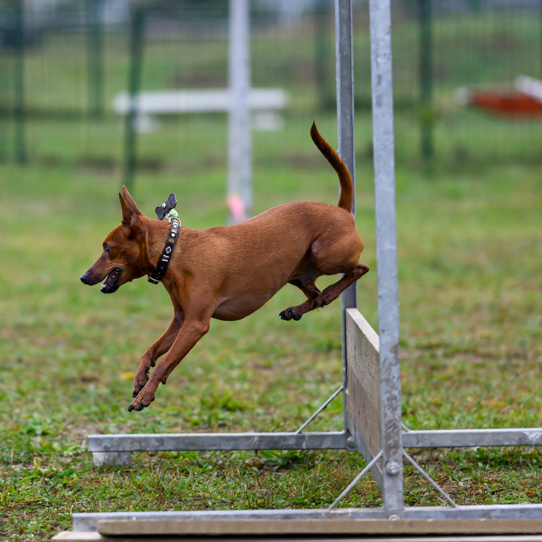 Chien qui saute au dessus d'un obstacle de parcours canin