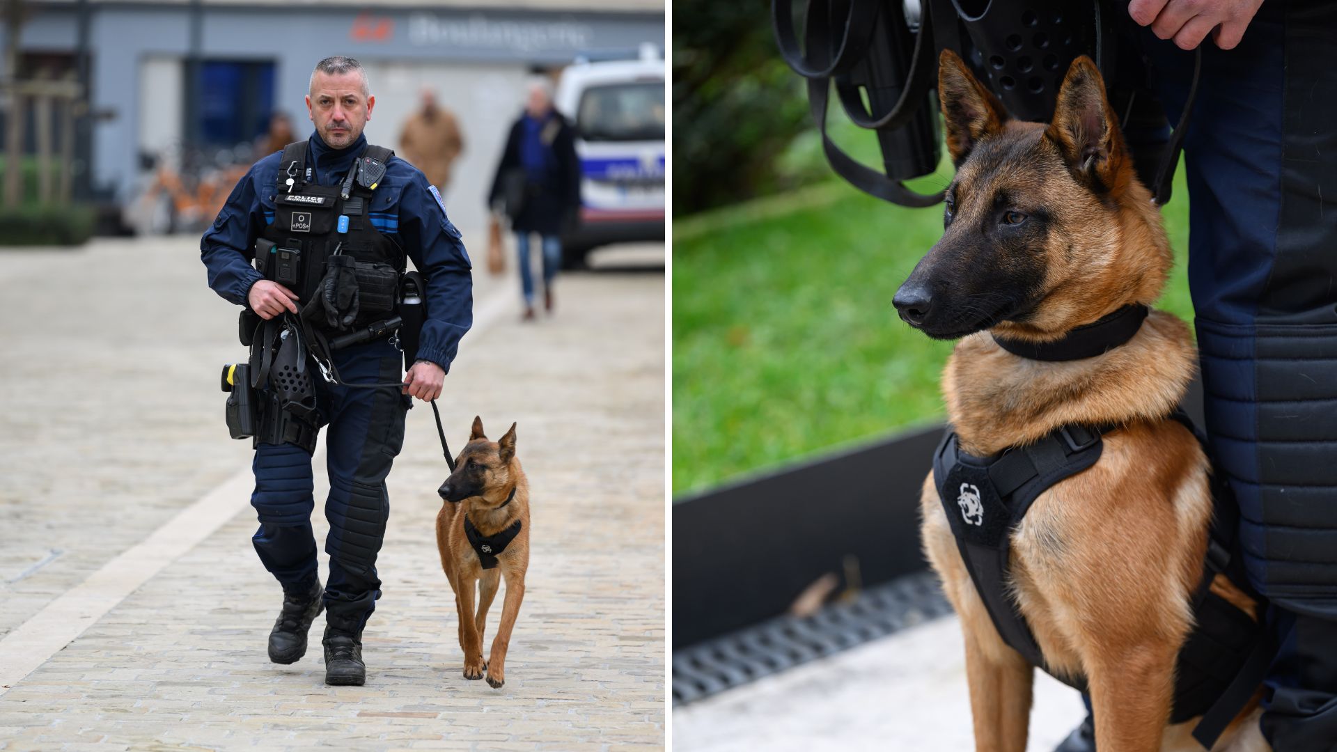 Les équipes cynophiles entrent en service