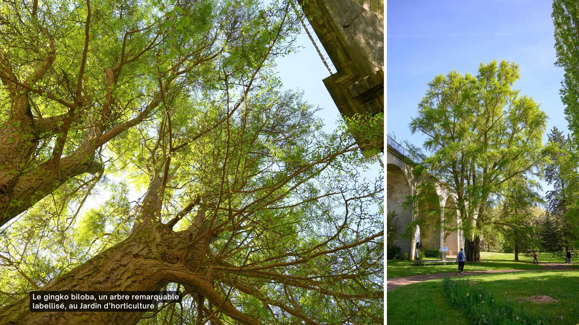 Le gingko biloba, un arbre remarquable labellisé, au Jardin d’horticulture