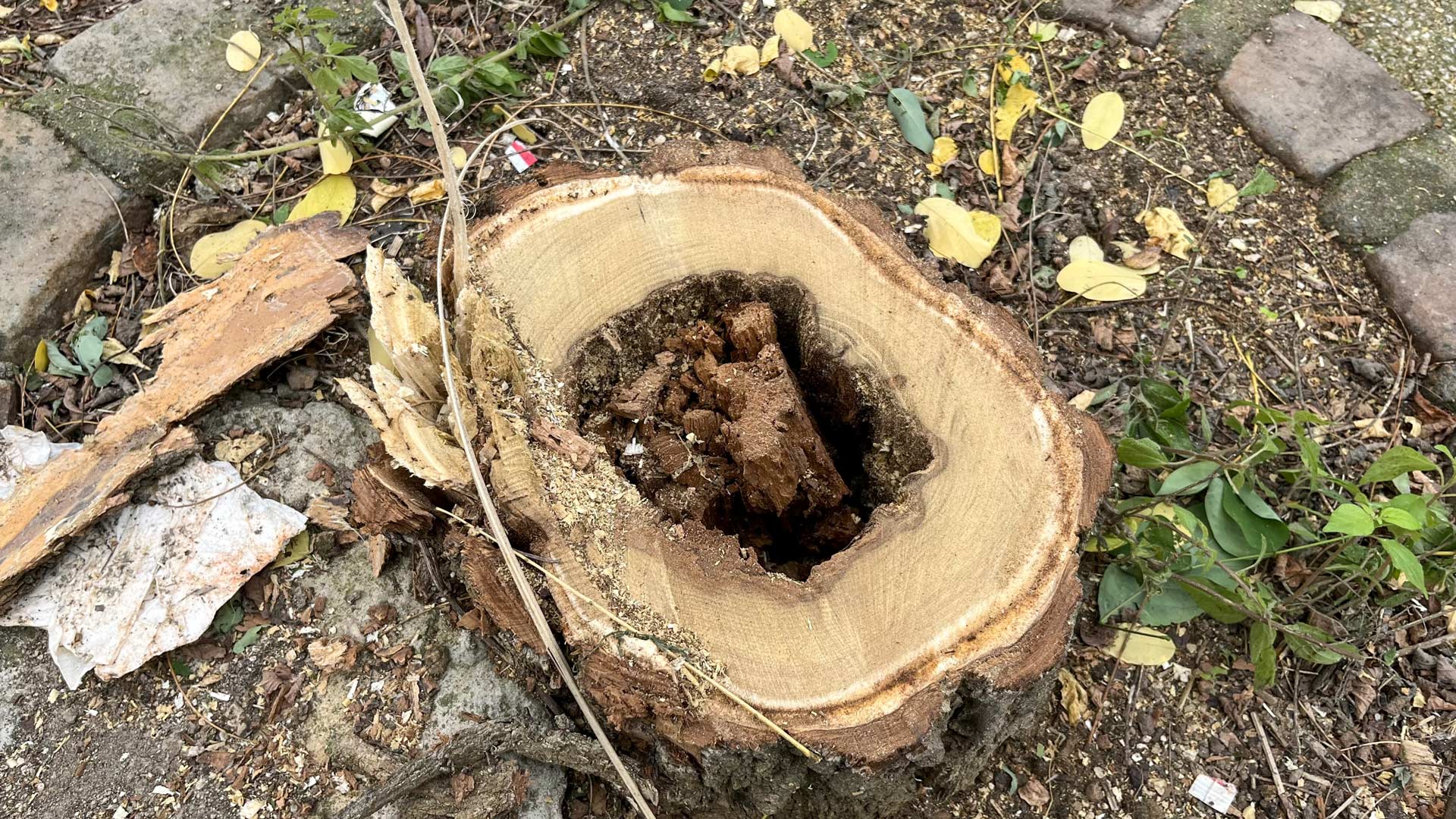 Une souche d'un des dix arbres malades abattus, avec un trou en son centre