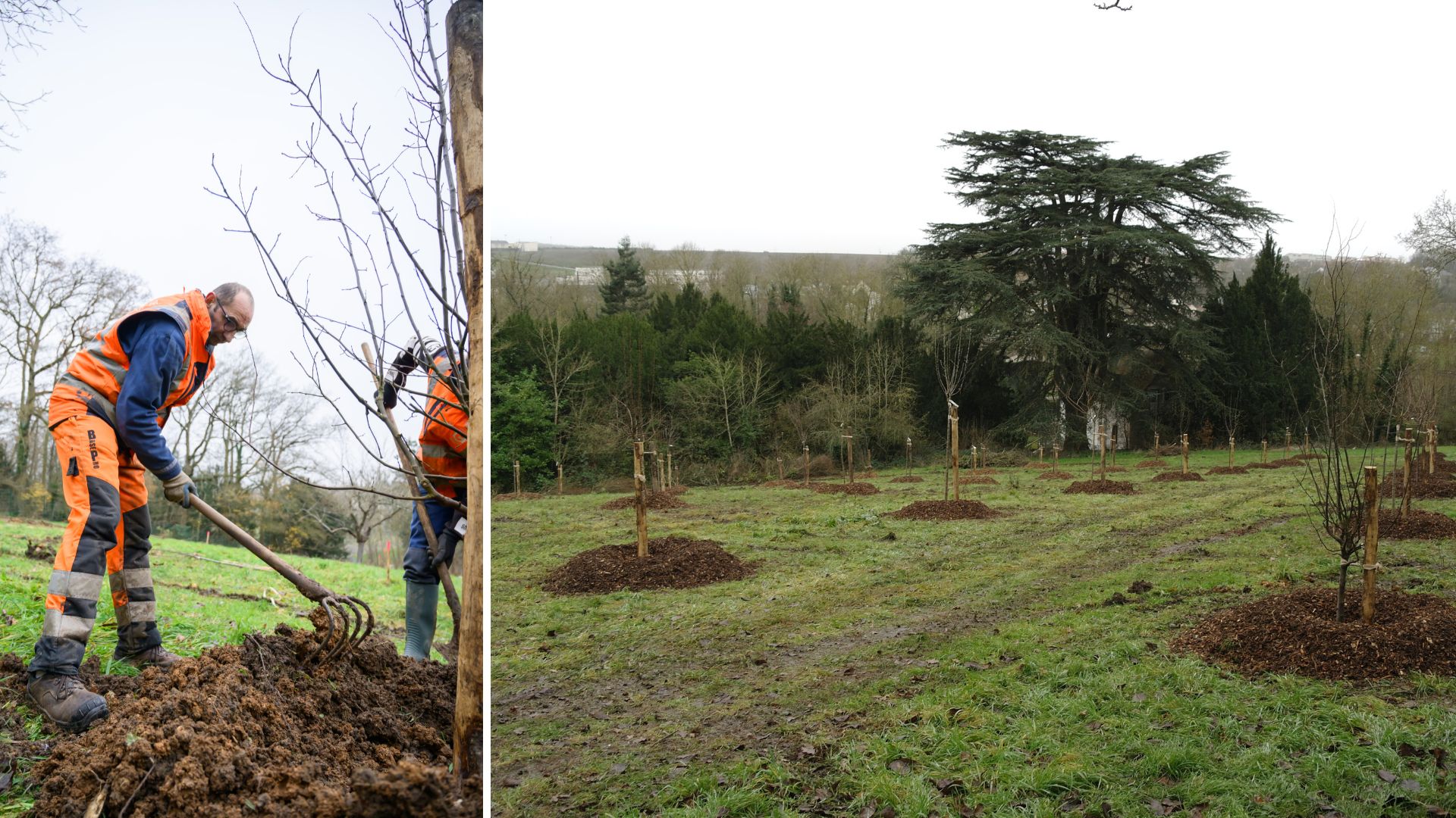 A gauche, vue sur un agent des espaces verts qui plante un arbre fruitier. Et à droite, le futur verger fruitier du Rigeard