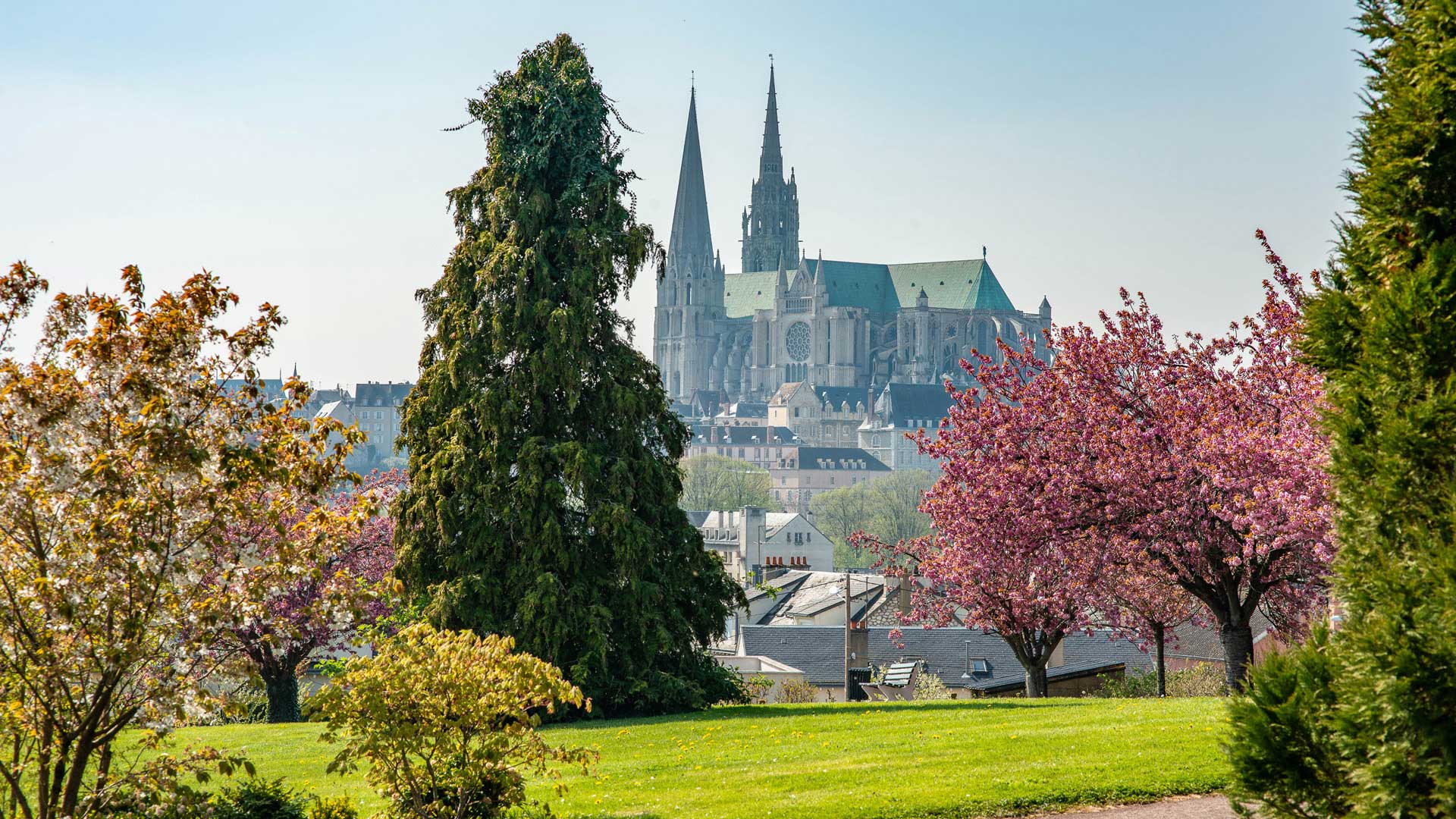 Arbres du parc Sakurai, avec en fond la cathédrale, à Chartres